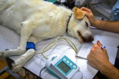 Veterinary Nursing Courses