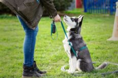 Dog Smart – An Introduction to Canine Training